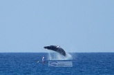 Whale Breach near Stand Up Paddler